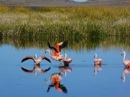 Humedal-Aerea protegida-neuquen-turismo