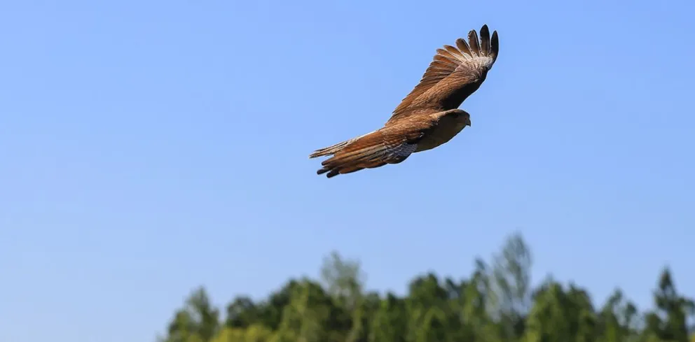 Global Big Day: Neuquén, destino ideal para el avistaje de aves