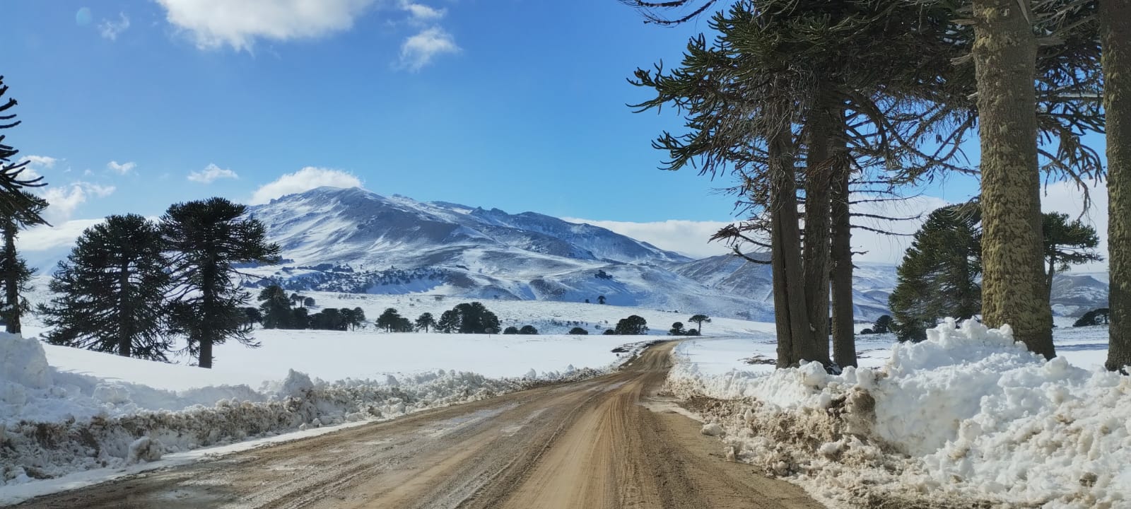 Dónde encontrar información actualizada sobre el estado de las rutas y caminos en Neuquén ?